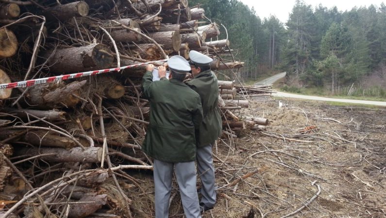 Truffa e abusi sul taglio di un bosco nel CosentinoSequestrati quaranta ettari, dieci denunce