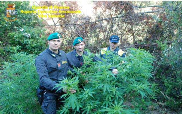 Due serre colme di piante di marijuana a LameziaSequestrati 3.000 arbusti, denunciato un vivaista