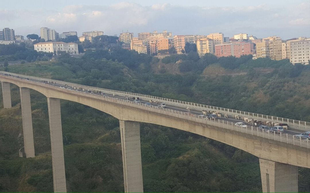 FOTO – Una mandria di mucche attraversa la tangenziale a Catanzaro