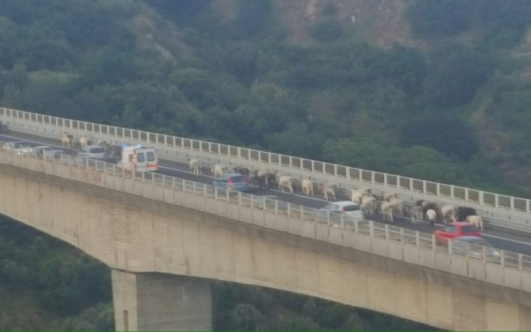 Un fuori programma in tangenziale a Catanzaro  Una mandria di mucche frenna il traffico cittadino