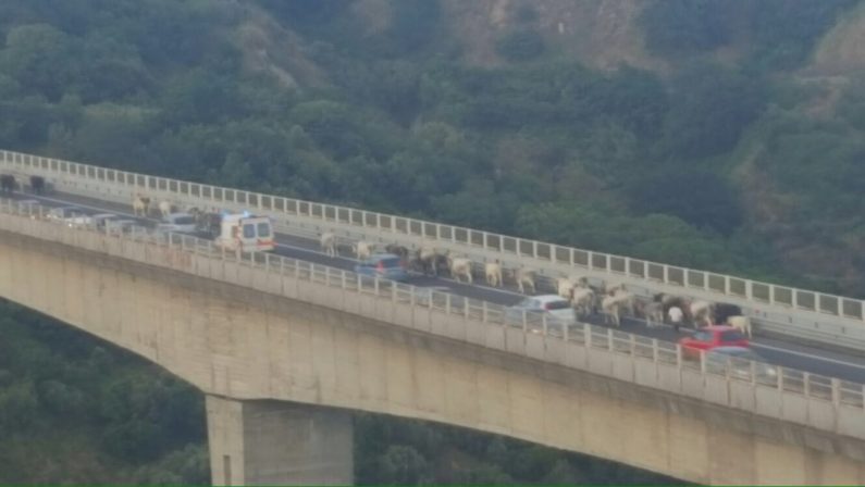 Un fuori programma in tangenziale a Catanzaro  Una mandria di mucche frenna il traffico cittadino