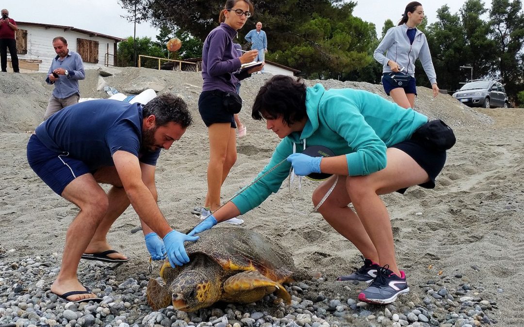 Una tartaruga sceglie la Calabria per deporre le uova  Filmata da alcuni turisti nei pressi di un camping reggino