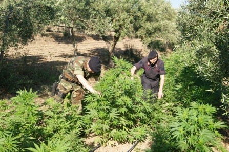 Imprenditore reggino con la passione per la marijuana  Tra gli ulivi centinaia di piante di canapa, arrestato