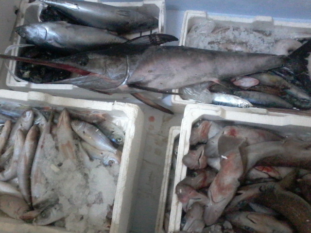 Mezzo quintale di pesce sequestrato nel CosentinoVenduto senza precauzioni, salute a rischio
