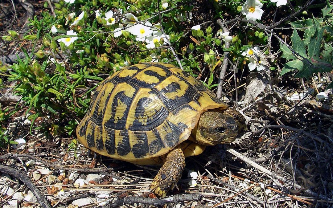 Aveva in casa oltre 80 tartarughe senza autorizzazione  Denunciato un 21enne crotonese, liberati gli animali