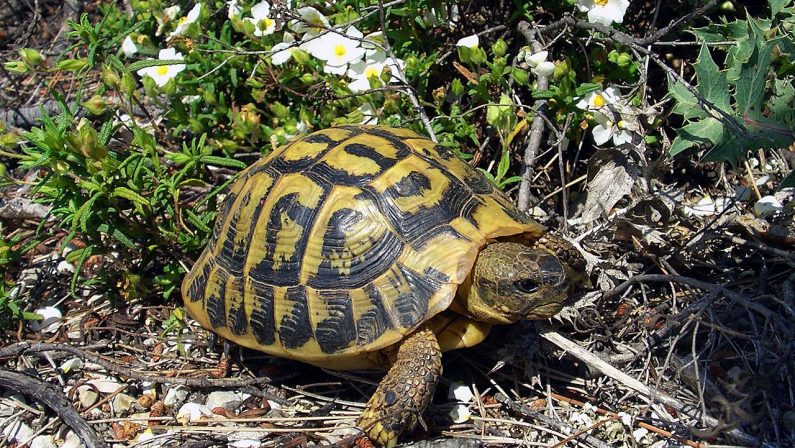 Aveva in casa oltre 80 tartarughe senza autorizzazioneDenunciato un 21enne crotonese, liberati gli animali