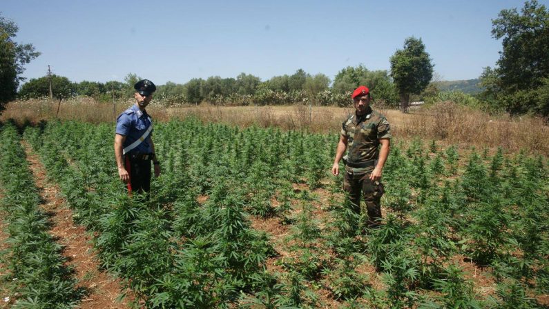 Una piantagione di canapa scoperta nel RegginoLa marijuana avrebbe portato un cospicuo guadagno