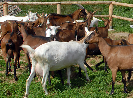 Diversi capi di bestiame senza codice identificativoSequestrato allevamento ovini e caprini nel Vibonese