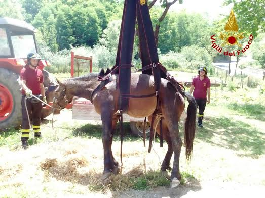 Cavallo caduto in un ruscello salvato dai Vigili del Fuoco in provincia di Vibo Valentia