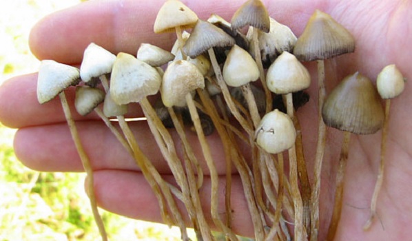 Un chilo di funghi allucinogeni sequestrati nel CosentinoDenunciato giovane, aveva anche kit per la coltivazione 