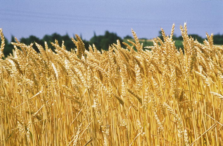 Agricoltura in ginocchio per il frumento importato  Cia annuncia lo sciopero della semina in Calabria