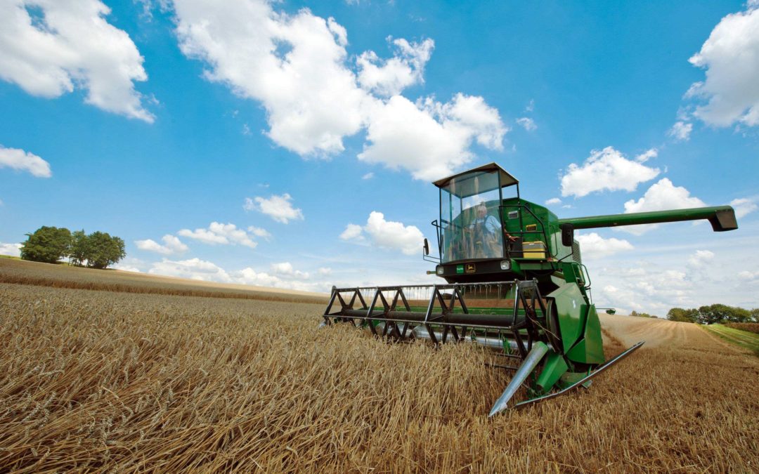 La guerra fa volare il prezzo del grano: aumentano i costi del pane e della pasta