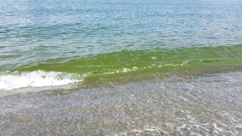 Mare di colore verdastro su spiagge vibonesiArpacal: «Fioritura delle alghe, tutto regolare»