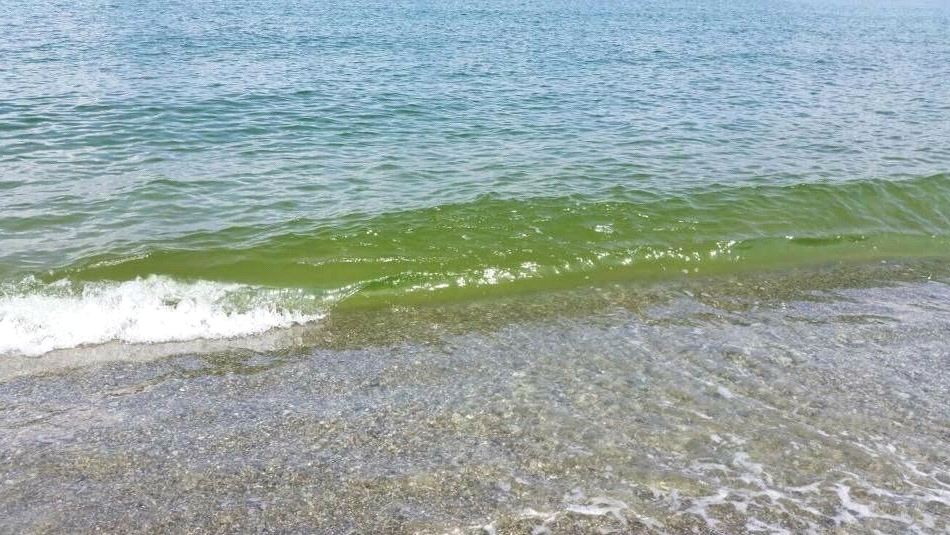 Il mare verde a Vibo Valentia? Colpa delle alghe, ulteriore conferma dopo i rilievi dell’Arpacal