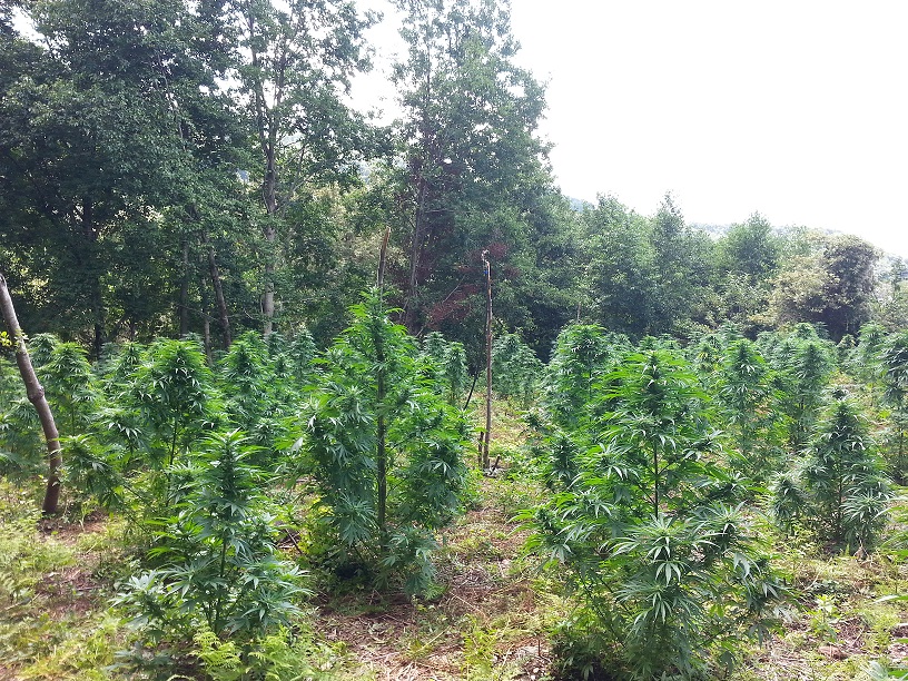 VIDEO – Scoperta una maxi piantagione di marijuana nascosta tra le montagne di Cetraro