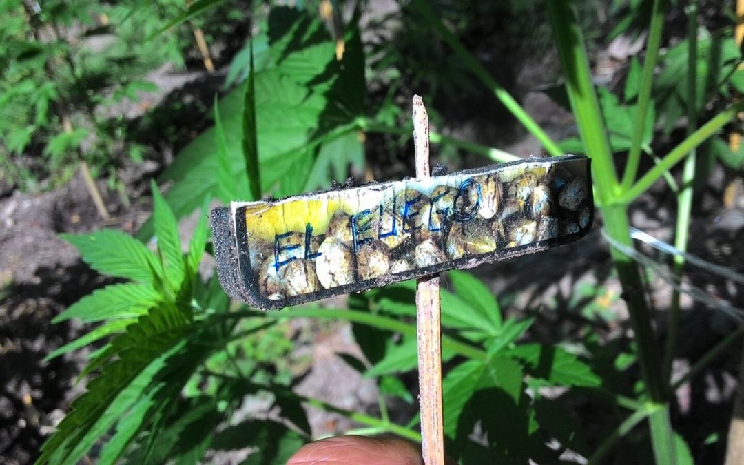 FOTO – Maxi piantagione di marijuana scoperta dalla Guardia di Finanza sulla montagna di Cetraro