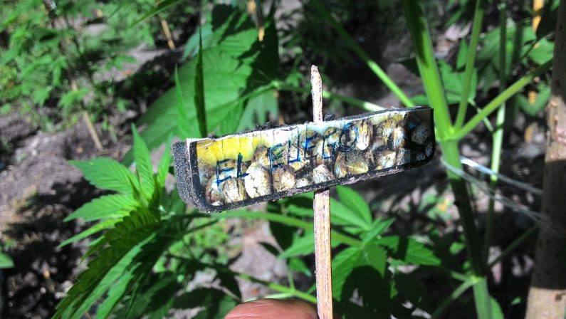 FOTO - Maxi piantagione di marijuana scoperta dalla Guardia di Finanza sulla montagna di Cetraro