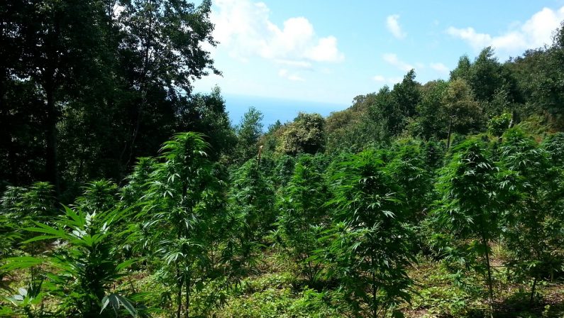 Coltivava quasi mille piante di marijuana nel Regginoutilizzando un'area demaniale, arrestato un uomo