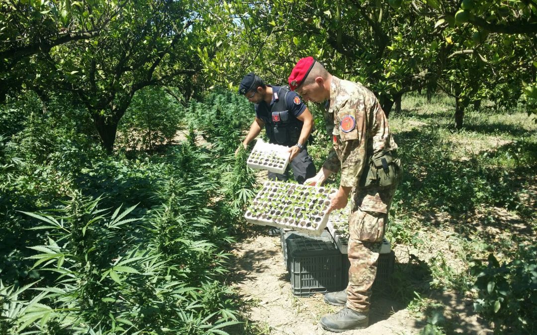 La piantagione di marijuana sequestrata