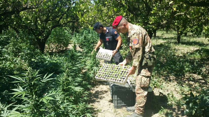 Piantagione marijuana con 1.380 arbusti nel RegginoDue arresti, altri 190 chili di droga erano già pronti 