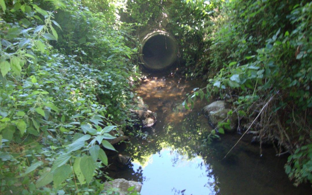 Liquami gettati direttamente nel terreno