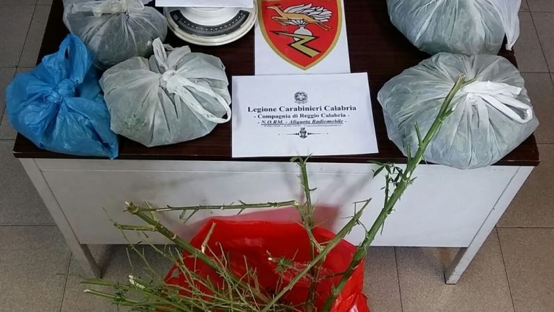 Marijuana e piante di canapa in casa a ReggioPerquisizione fa scattare le manette per un uomo