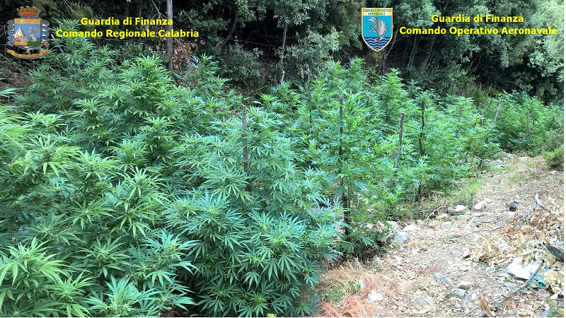 VIDEO – Sequestrate migliaia di arbusti di canapa  Otto piantagioni scoperte nel Vibonese e nella Locride