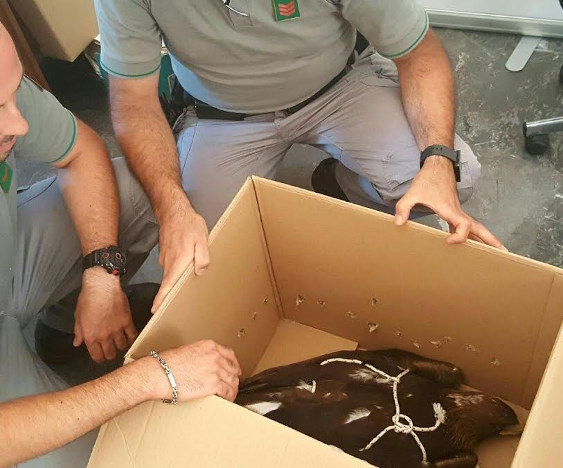 Aquila reale recuperata dal Corpo Forestale dello Stato in provincia di Cosenza: aveva difficoltà a volare