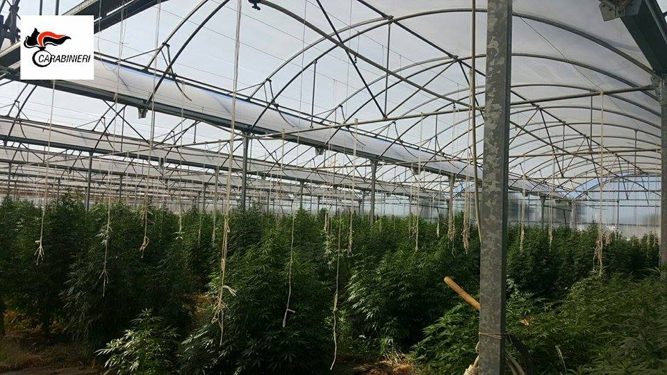 Una serra coltivata a cannabis scoperta in provincia di Cosenza: una denuncia