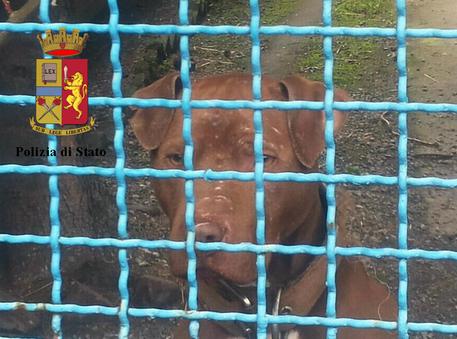 Napoli, pitbull inferocito azzanna bimbo di 10 anni