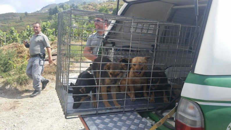 Scoperto allevatore che maltrattava gli animaliAnche cani malnutriti, sanzionato nel Cosentino