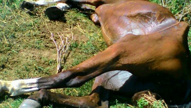 Agropoli, cavallo legato ad albero muore di stenti: si cerca il proprietario