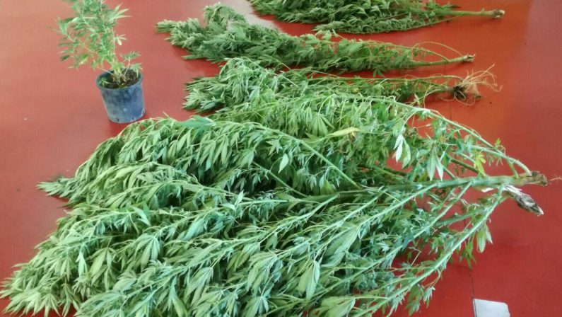 Coltivava cannabis vicino casa a CatanzaroUn uomo scoperto e arrestato dai carabinieri