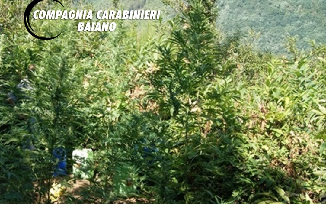 Ancora coltivazione di droga in Irpinia: i Carabinieri scoprono 15 piantagioni