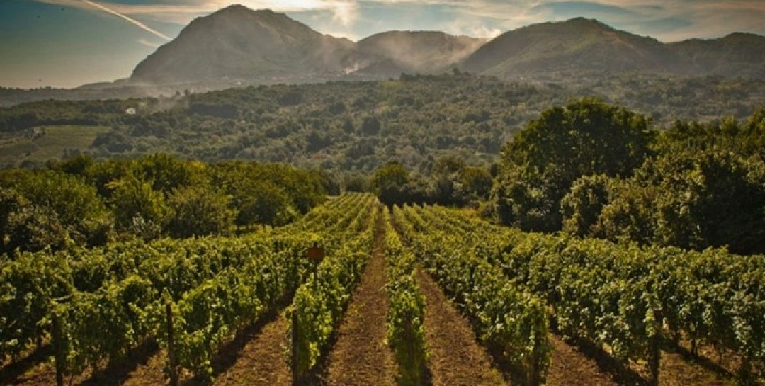 “Qualcuno rema contro per indebolirci e favorire i concorrenti”: dura presa di posizione del Consorzio vini irpini