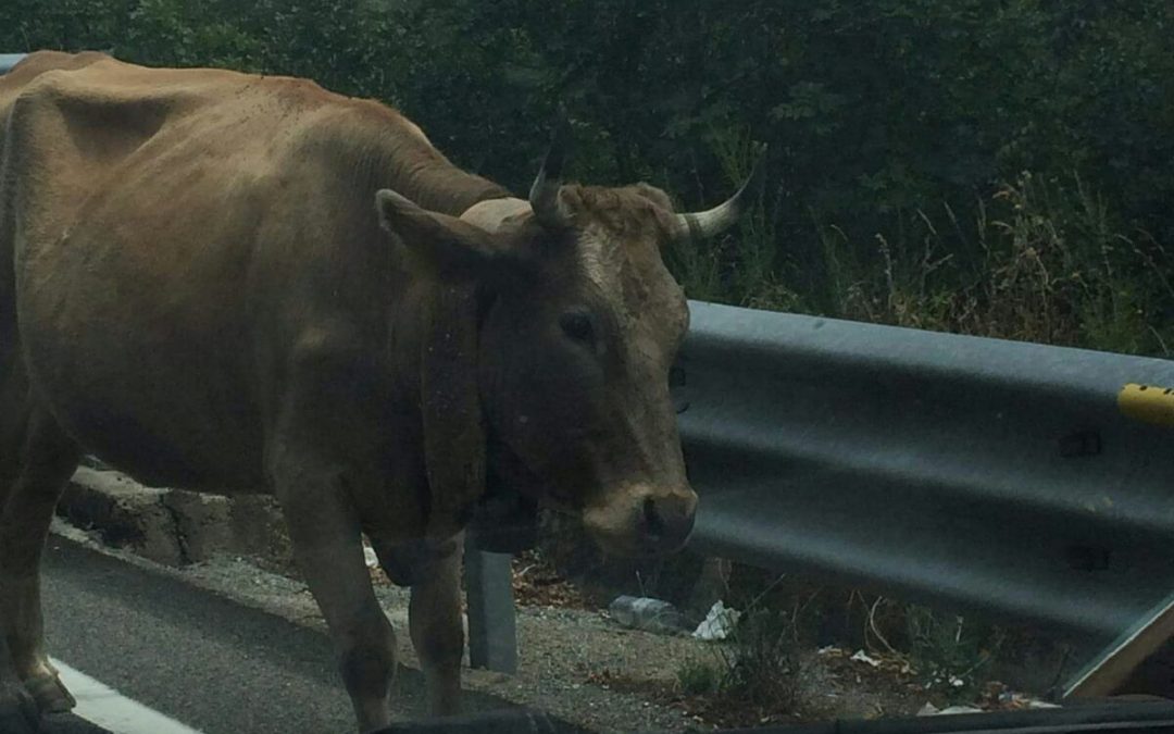 FOTO – Mucche “in viaggio” sulla statale 107 Silana  Pericolo e paura per gli automobilisti nel Cosentino