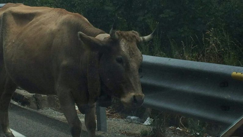 LA FOTONOTIZIA – Mucca a passeggio in galleria  Paura e incredulità sulla statale 107 nel Cosentino