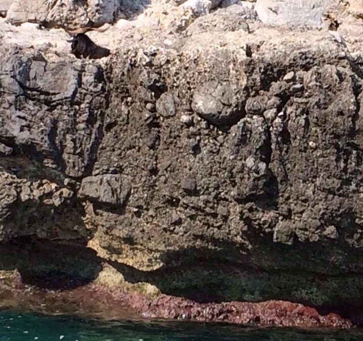 Una capra in difficoltà salvata dalla Guardia Costiera  e trasportata in una fattoria nel territorio di Maratea