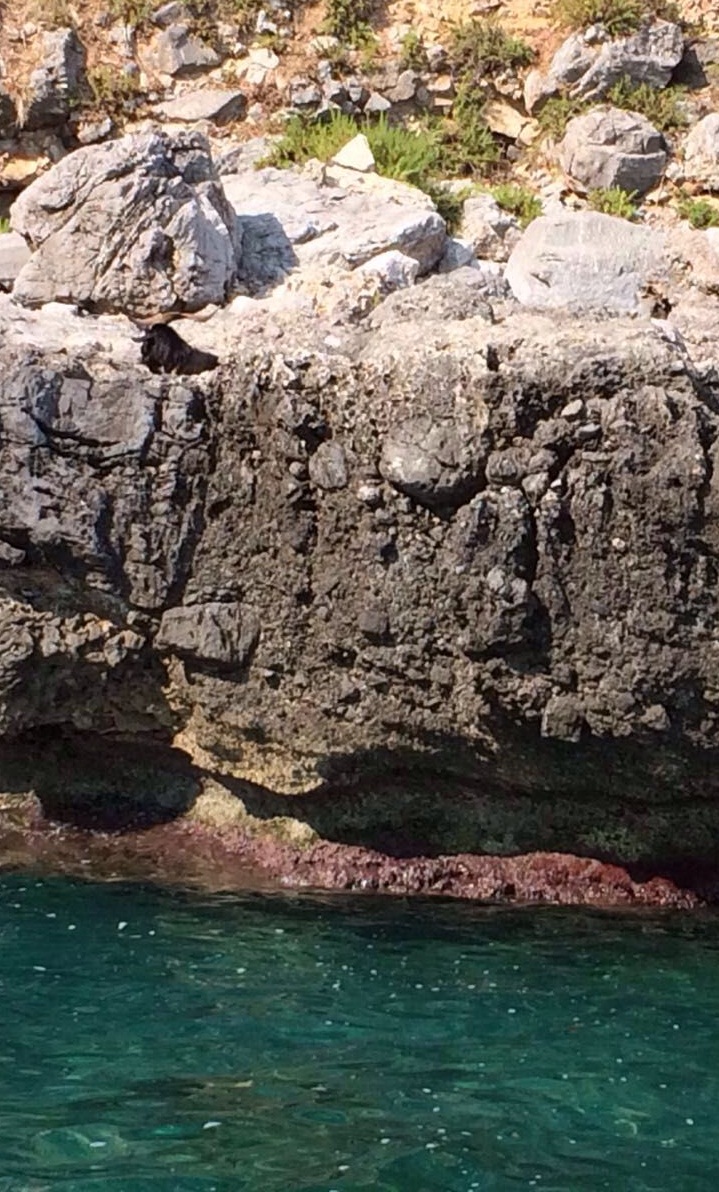 Una capra in difficoltà salvata dalla Guardia Costierae trasportata in una fattoria nel territorio di Maratea