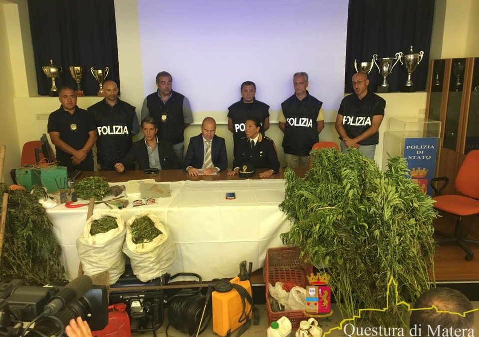 VIDEO – Maxi piantagione di canapa nel Materano  Arrestati padre e figlio, sequestrati 4.000 arbusti