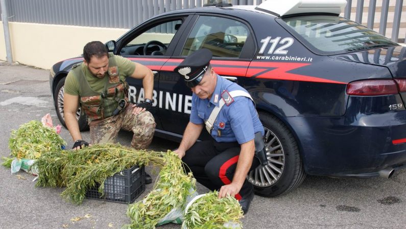 Piantagione di canapa in casa protetta da pitbullArrestato a Crotone con 12 chili di marijuana