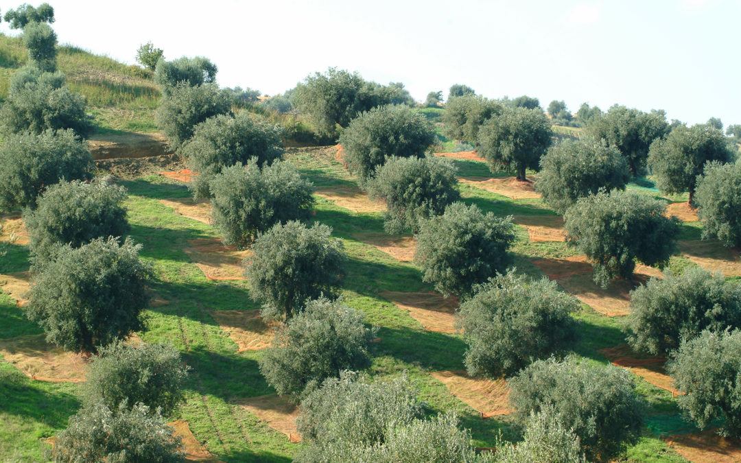 Un uliveto