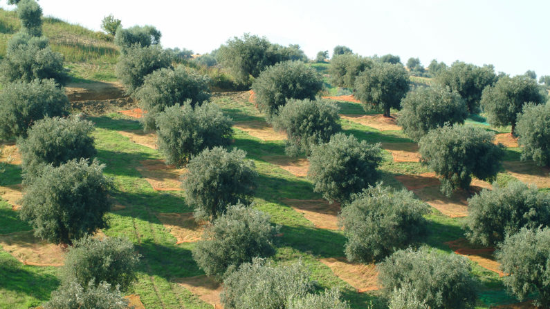 Crisi nel settore olivicolo, produzioni a rischioGelate hanno creato danni ingenti anche in Calabria