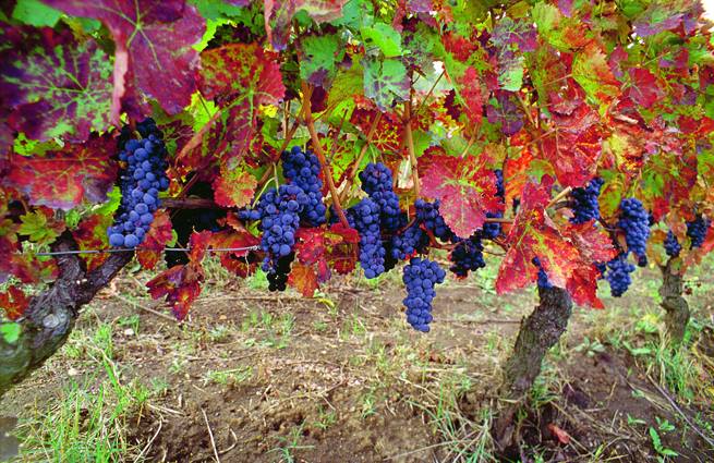 Vendemmia da record, la Basilicata guida la carica delle piccole con Molise e Calabria