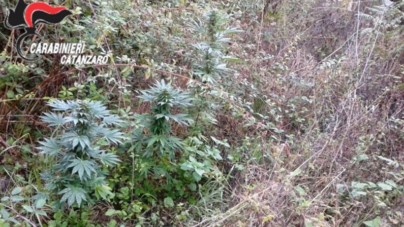 Piantagione di canapa tra i boschi del CatanzareseAvrebbe prodotto marijuana per 10mila euro