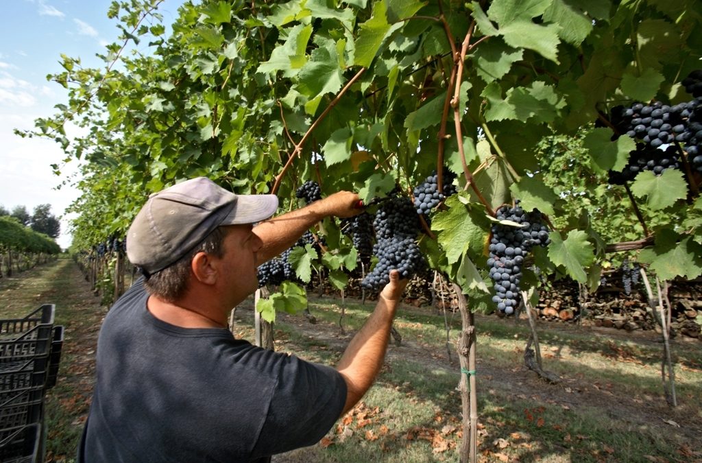 Aglianico del Vulture, ecco i magnifici quattro premiati dal Gambero Rosso