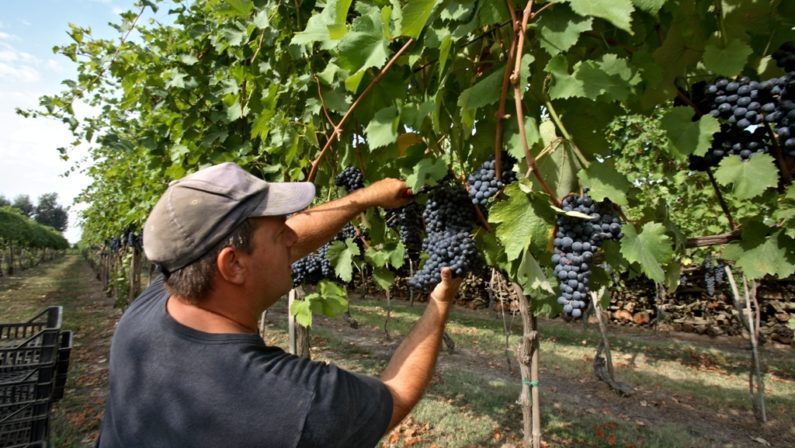 Aglianico del Vulture, ecco i magnifici quattro premiati dal Gambero Rosso