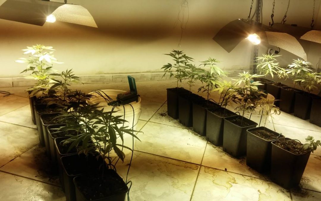Alcune delle piante sequestrate