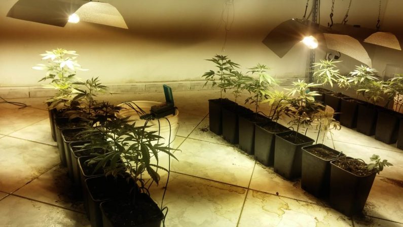 Avevano creato una vera e propria serra per marijuana in casasfruttando un allaccio illegale alla rete elettrica, 3 denunciati