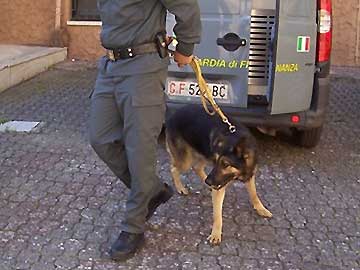 Un cane antidroga della guardia di finanza